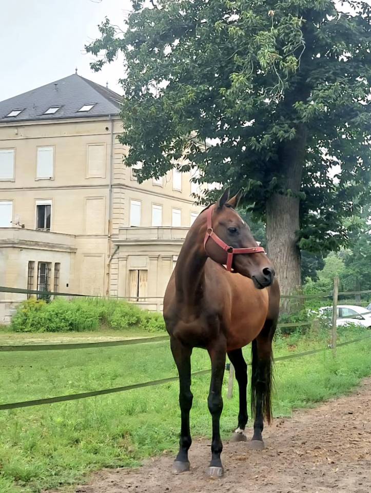 Jument - polo, balades, loisir