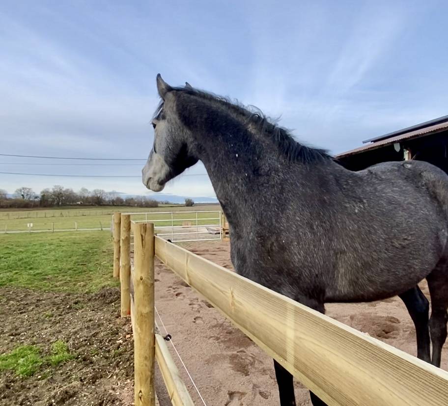 Pferdegerechte Pension mit Weiden & Offenstall 