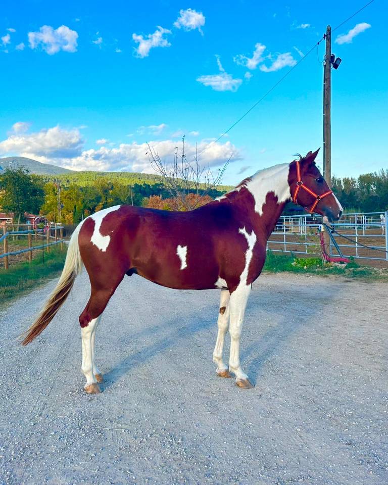 Cheval Entier pie alezan