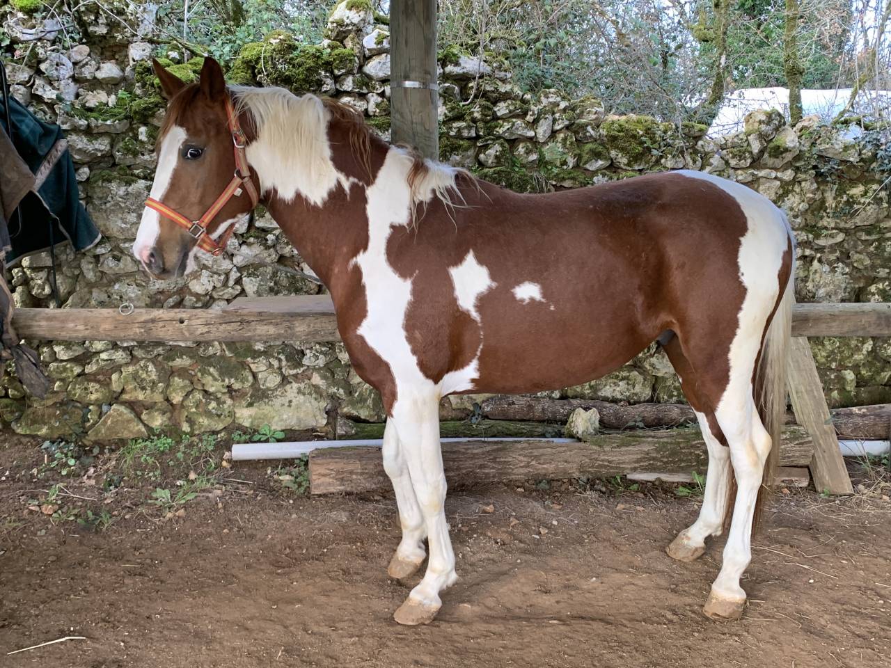 Cheval Entier pie alezan