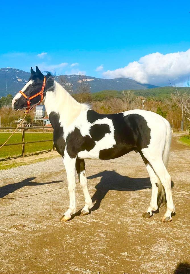 Cheval entier pie noir 