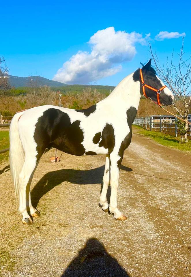 Cheval entier pie noir 