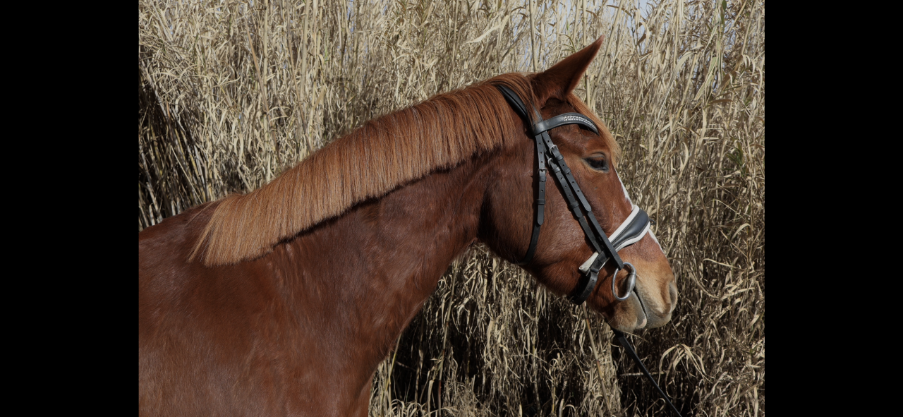 ✨JUMENT 4 ANS 2026 ✨