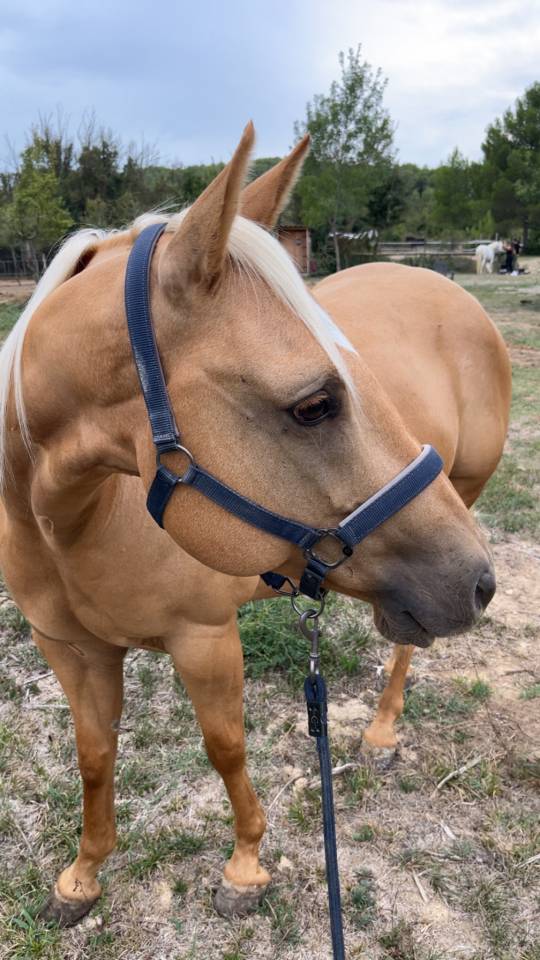 Robbie King Montana Quarter Horse de 9 ans 