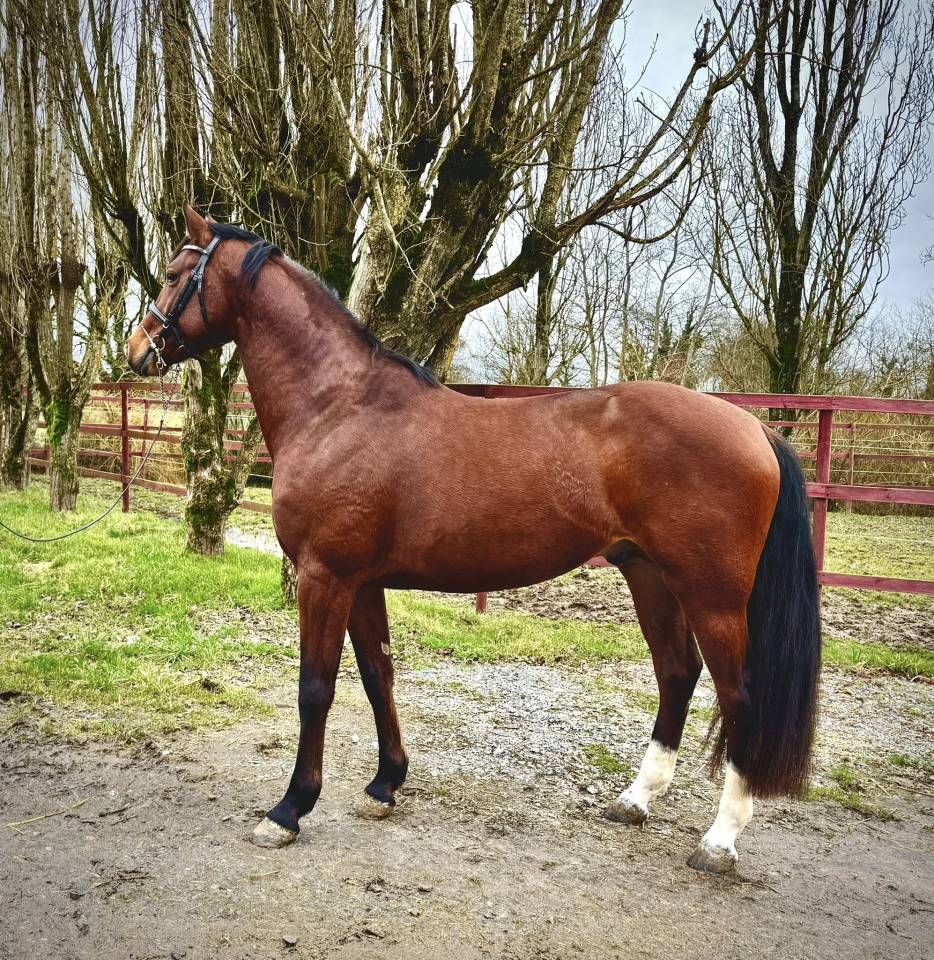 Top 4 ans SF LONDON x CLINTON fam du chateau CSIW