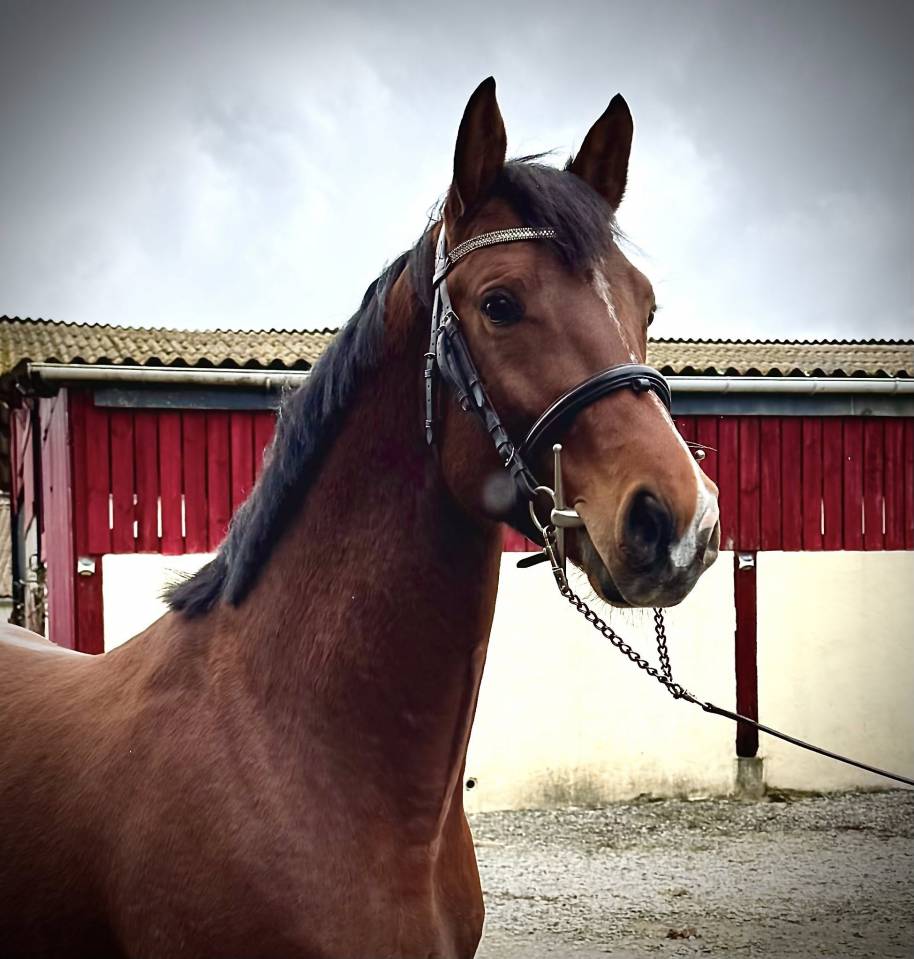 Top 4 ans SF LONDON x CLINTON fam du chateau CSIW