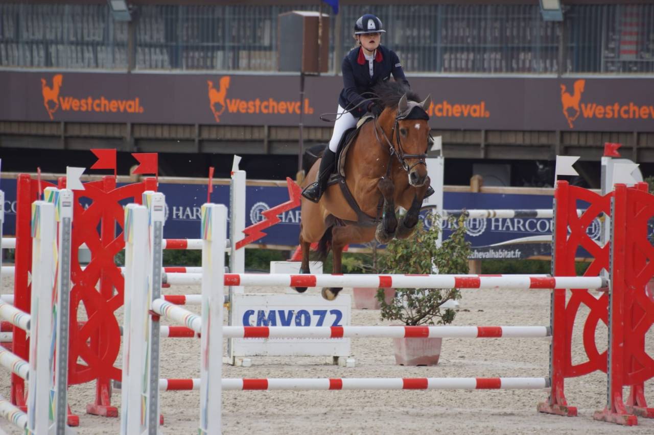 &Agrave; vendre &ndash; Hongre de sport exp&eacute;riment&eacute; 