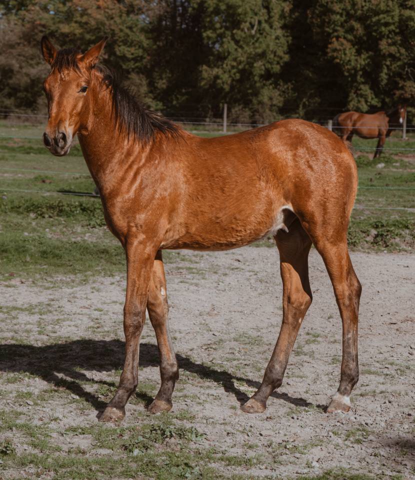 Poulain d&rsquo;avenir, Selle Fran&ccedil;ais