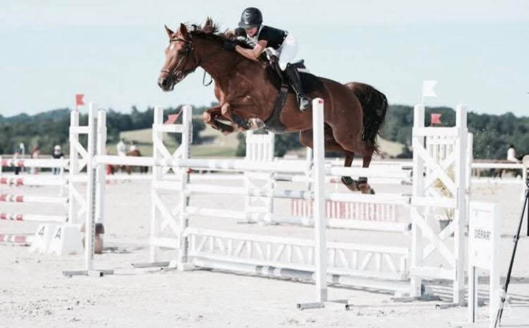 Poulain d&rsquo;avenir, Selle Fran&ccedil;ais