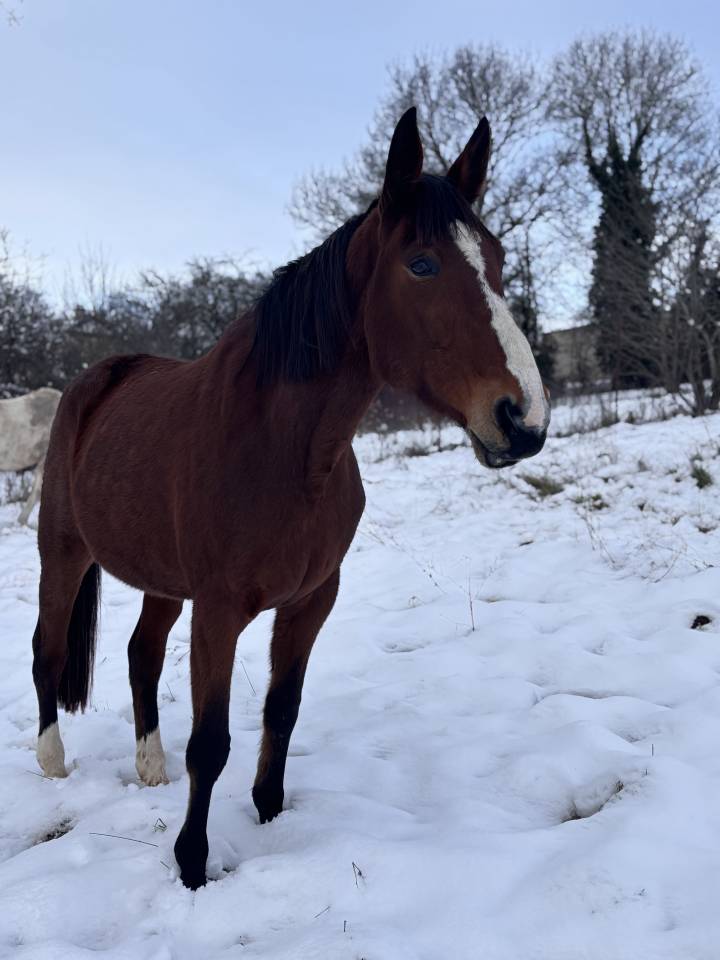 Jument TF &ndash; 9 ans &ndash; Poulini&egrave;re / M&egrave;re porteuse