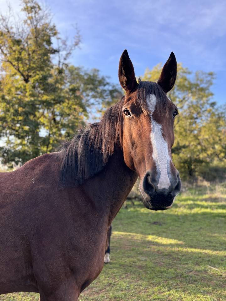 Jument TF &ndash; 9 ans &ndash; Poulini&egrave;re / M&egrave;re porteuse