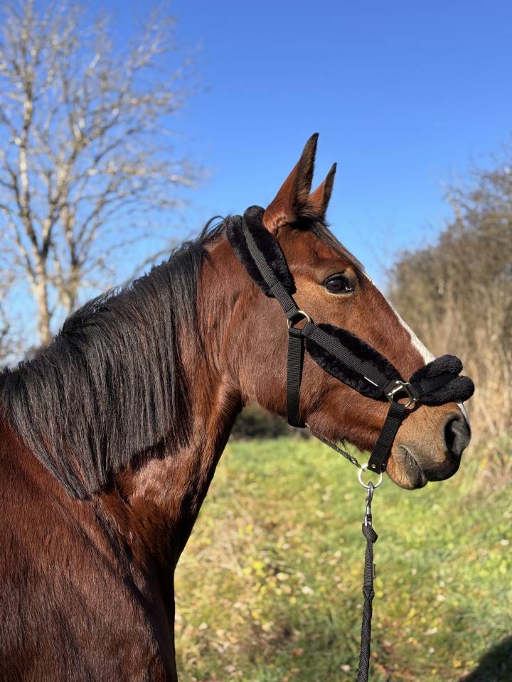 Jument TF &ndash; 9 ans &ndash; Poulini&egrave;re / M&egrave;re porteuse