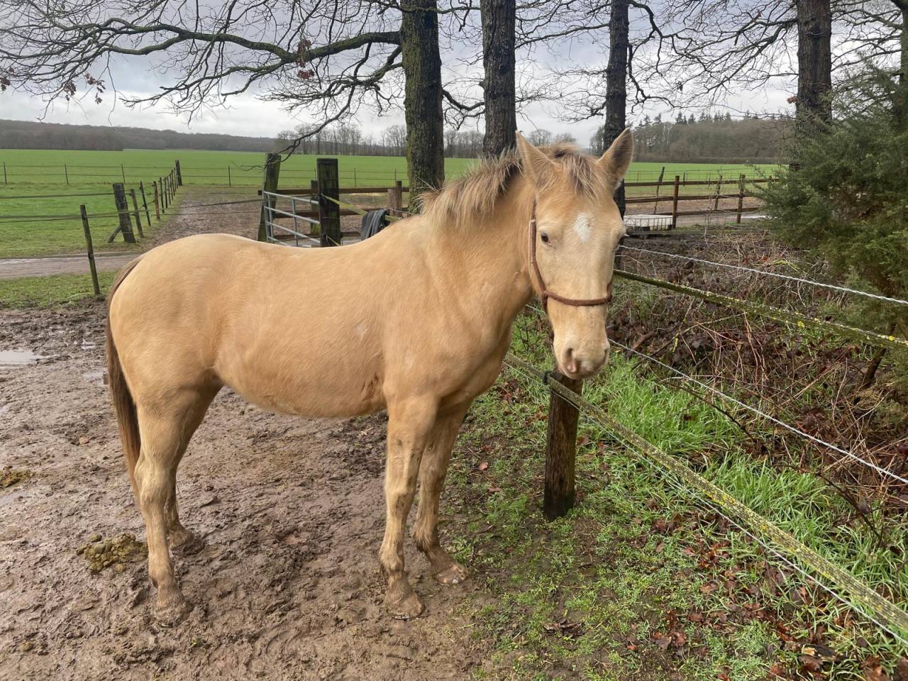 Jument champagne x quarter horse