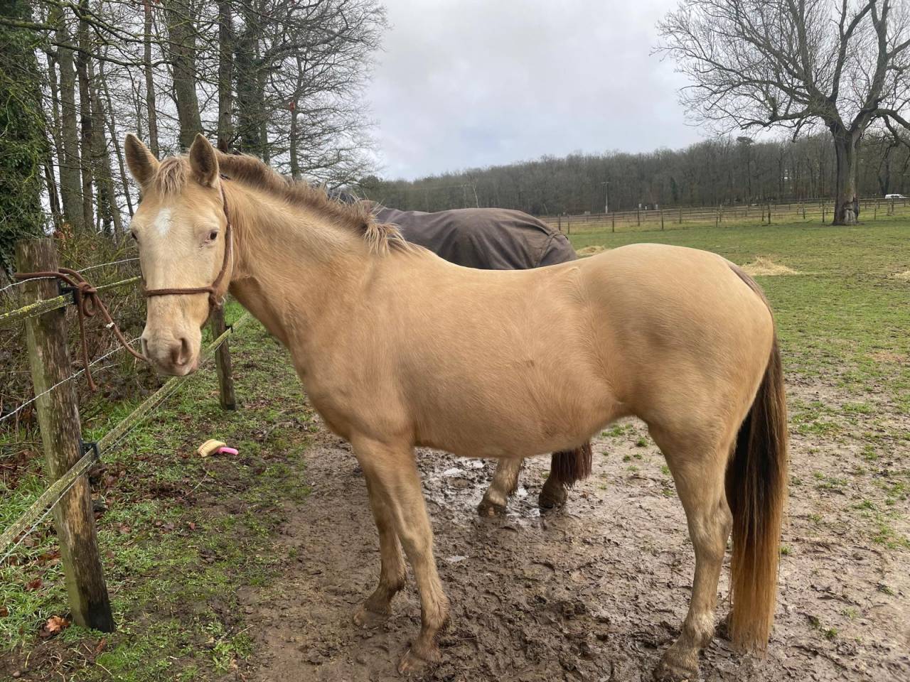 Jument champagne x quarter horse