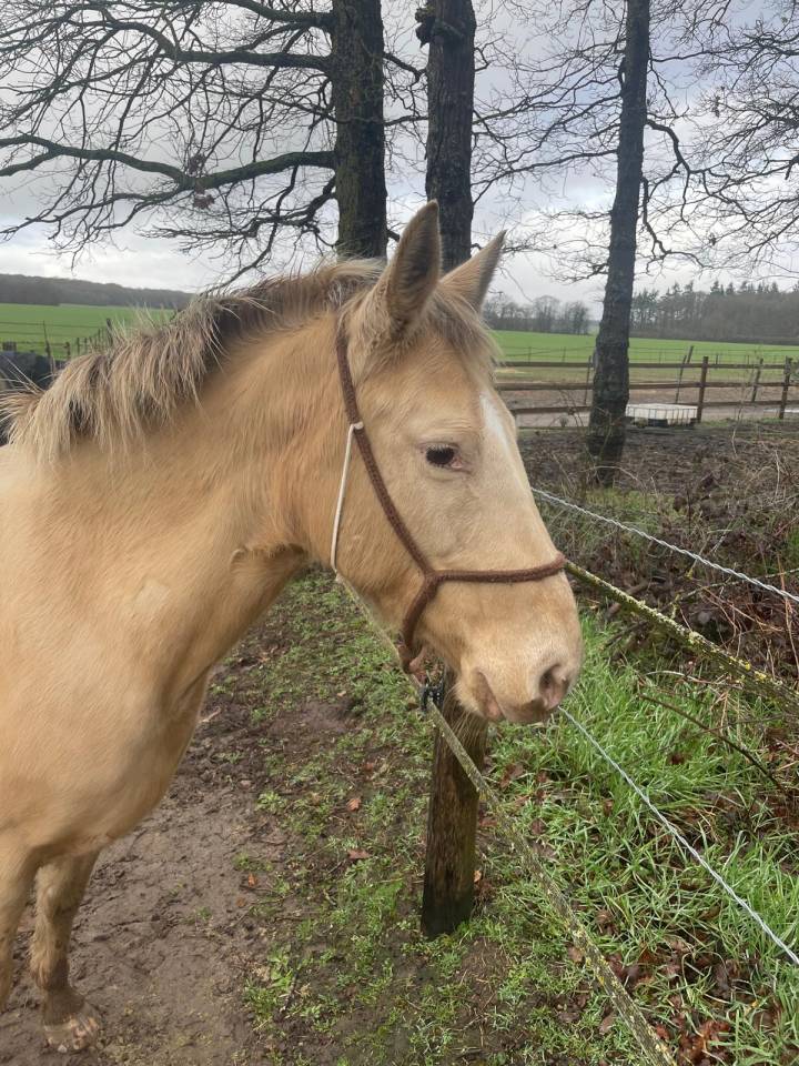 Jument champagne x quarter horse