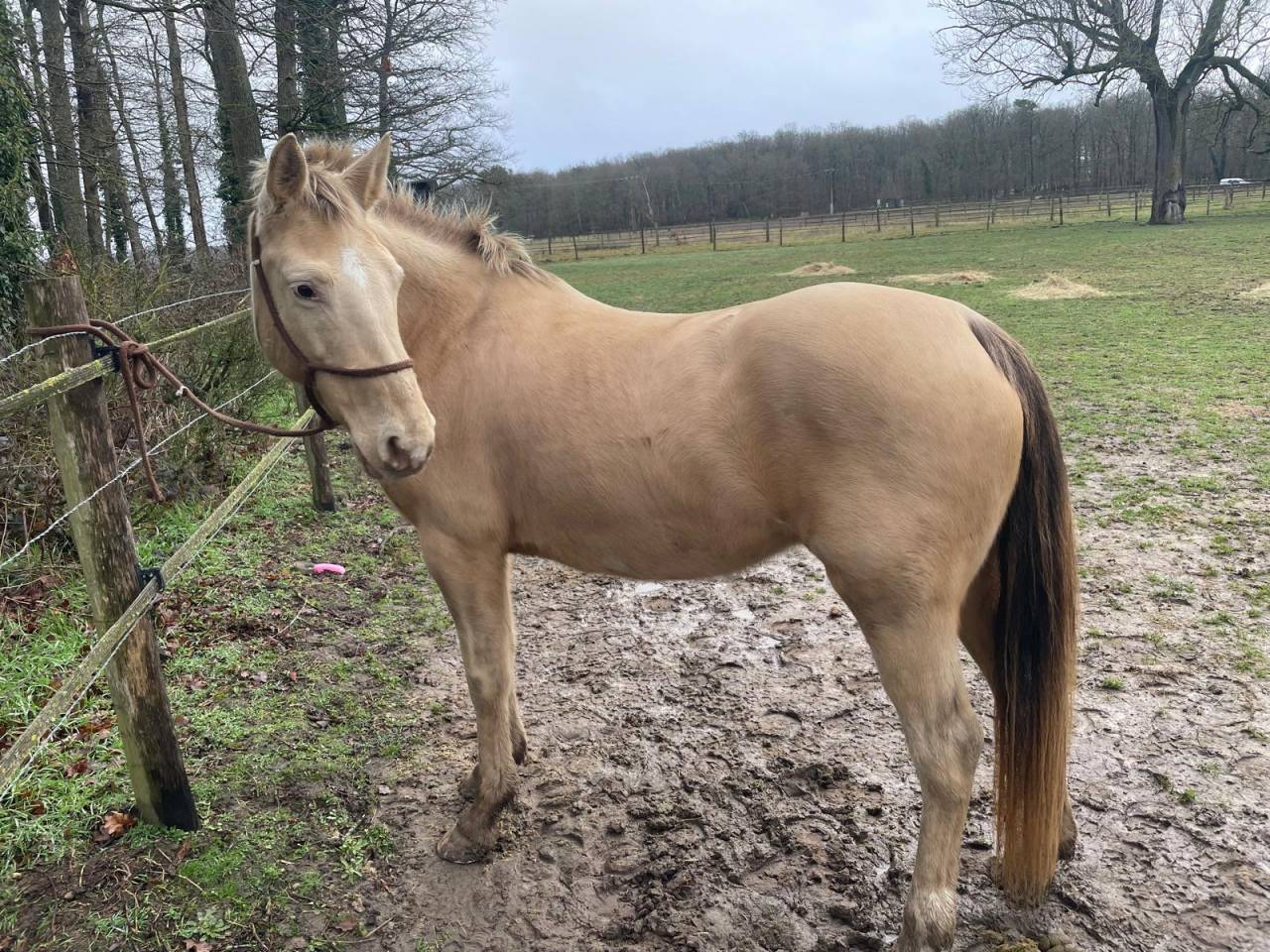 Jument champagne x quarter horse