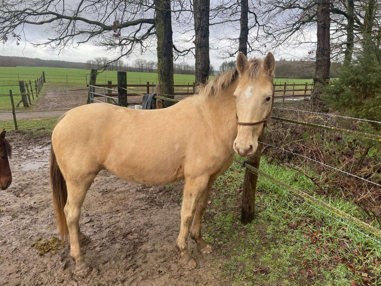 Jument champagne x quarter horse