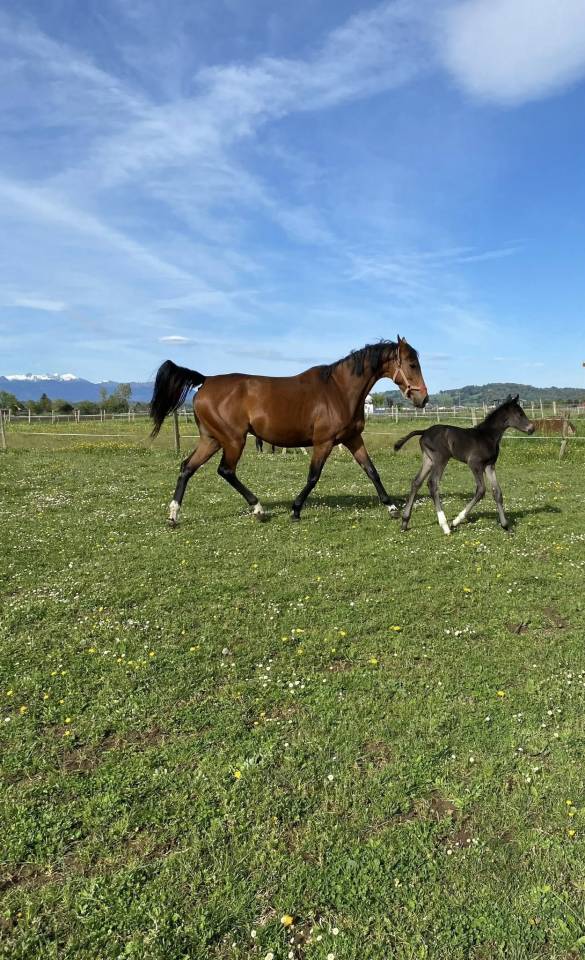 Vente poulini&egrave;re ps par MONTMARTRE