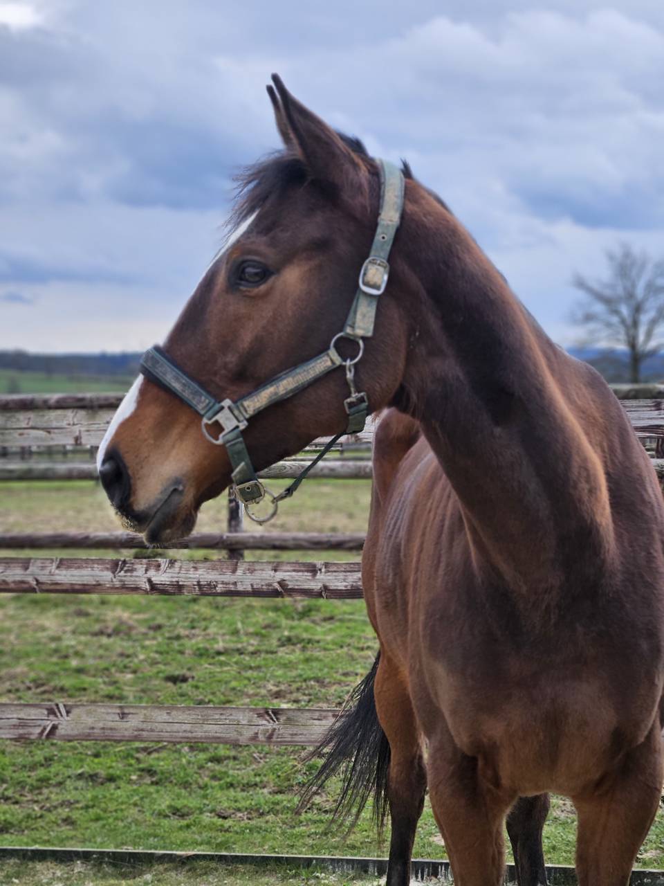 Belle jument PS - 5ans 