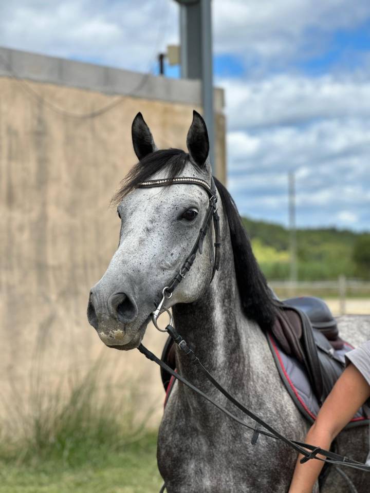 Poney D147 - ONC 11 ans