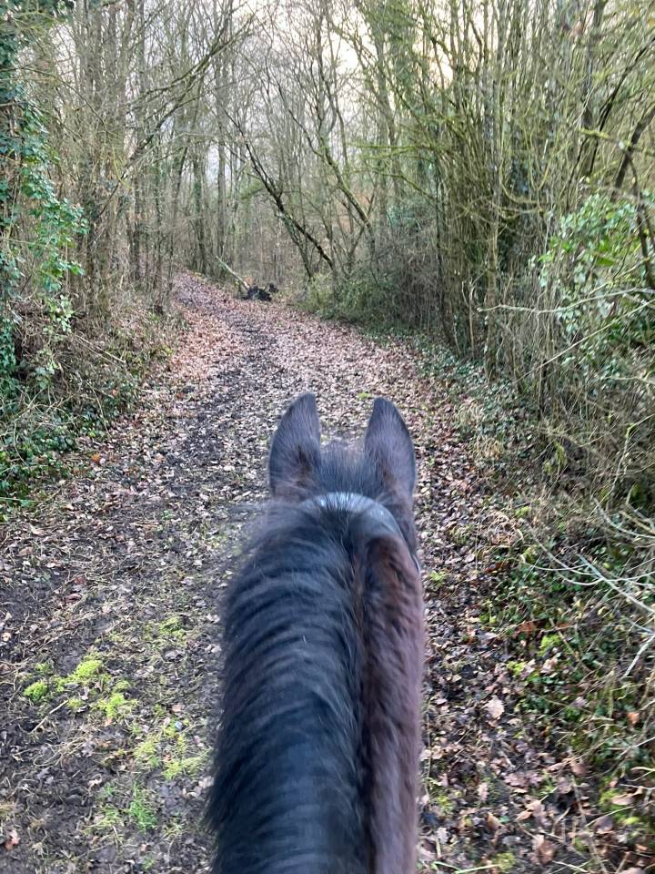 Jument senior adorable cherche cavalier(e) pour balades