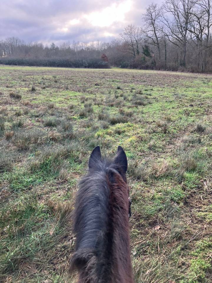 Jument senior adorable cherche cavalier(e) pour balades