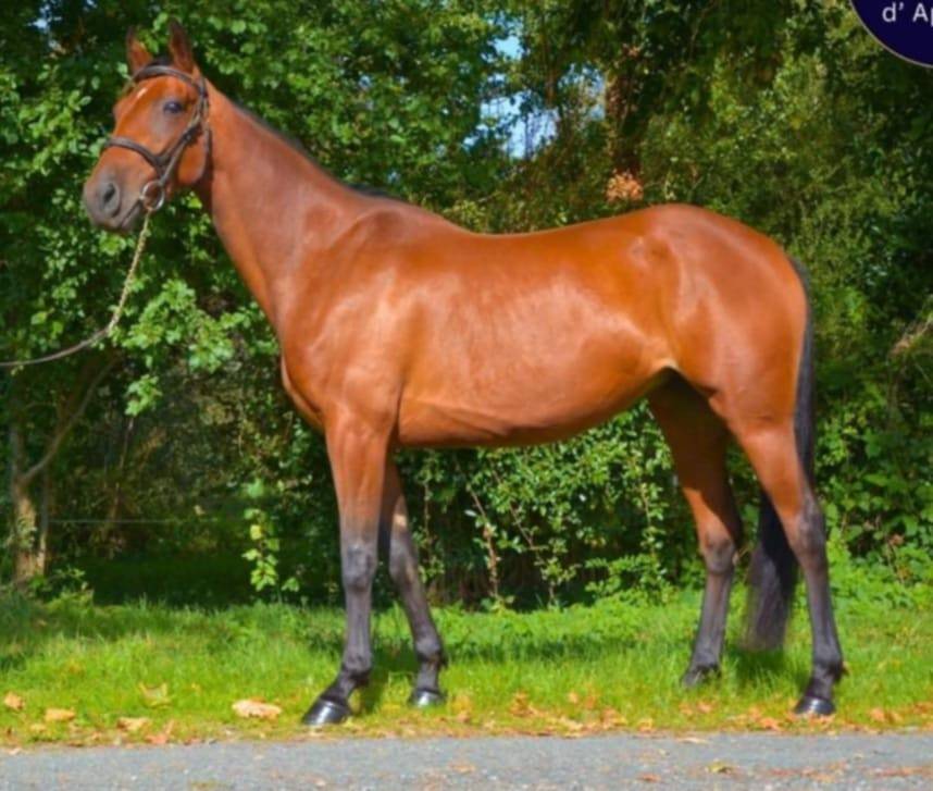 Adorable jument de 6 ans KUALITY DU VALMON