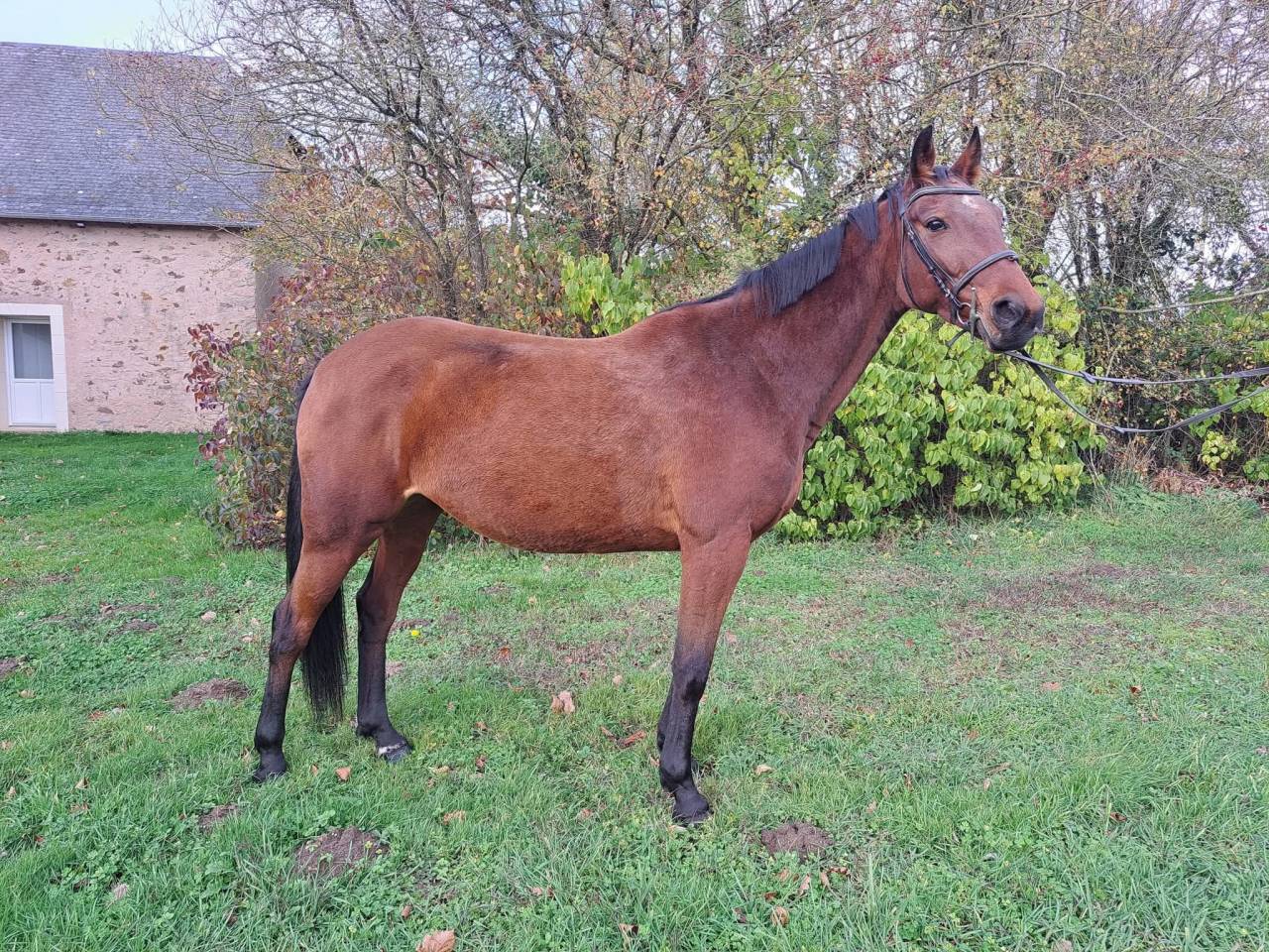 Adorable jument de 6 ans KUALITY DU VALMON