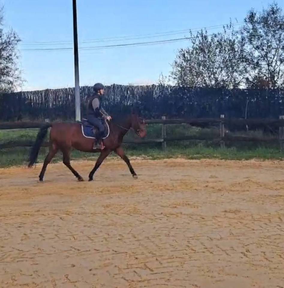 Adorable jument de 6 ans KUALITY DU VALMON