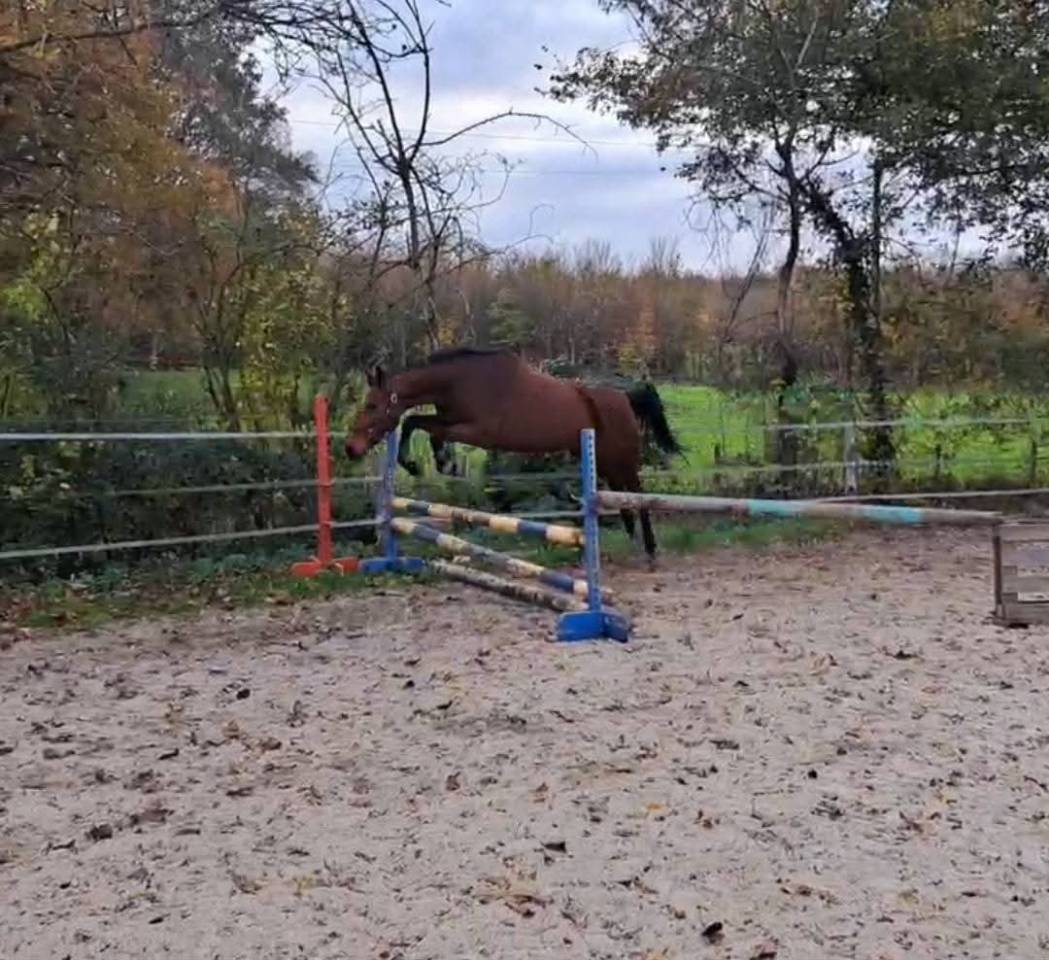 Adorable jument de 6 ans KUALITY DU VALMON