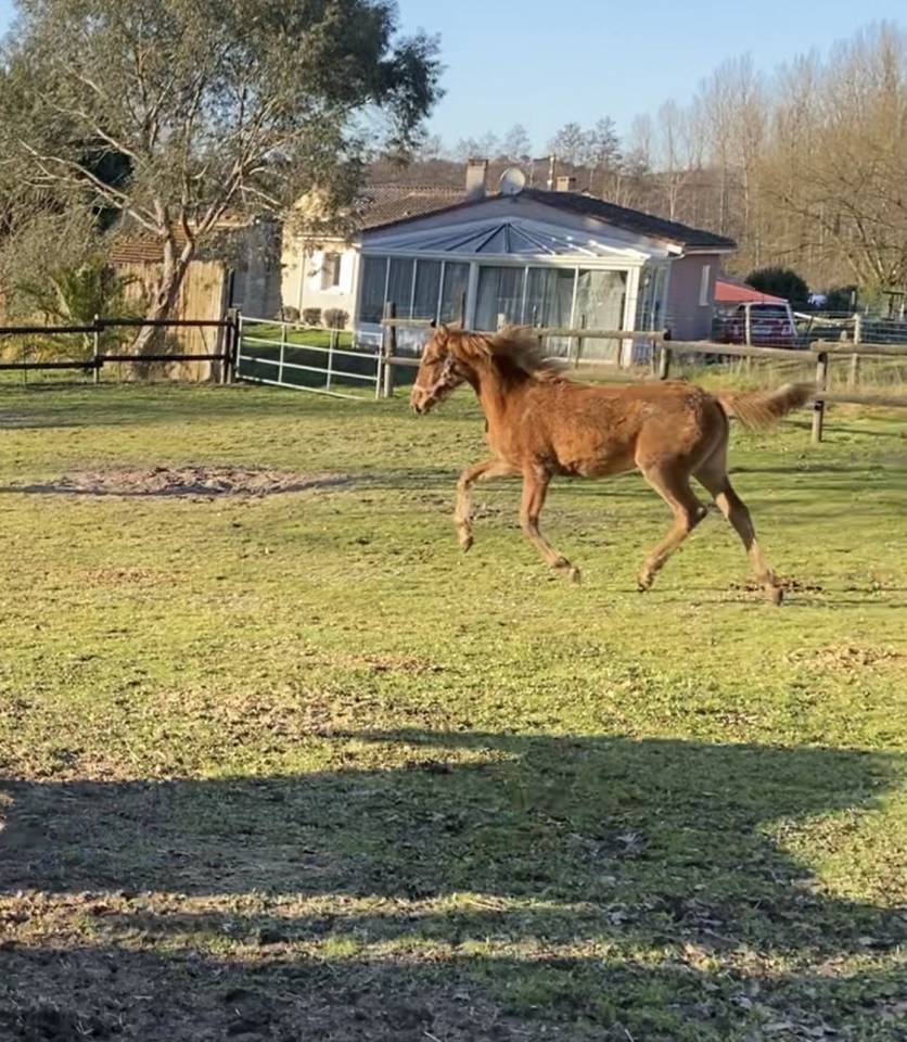 Jument cheval sport loisir PP