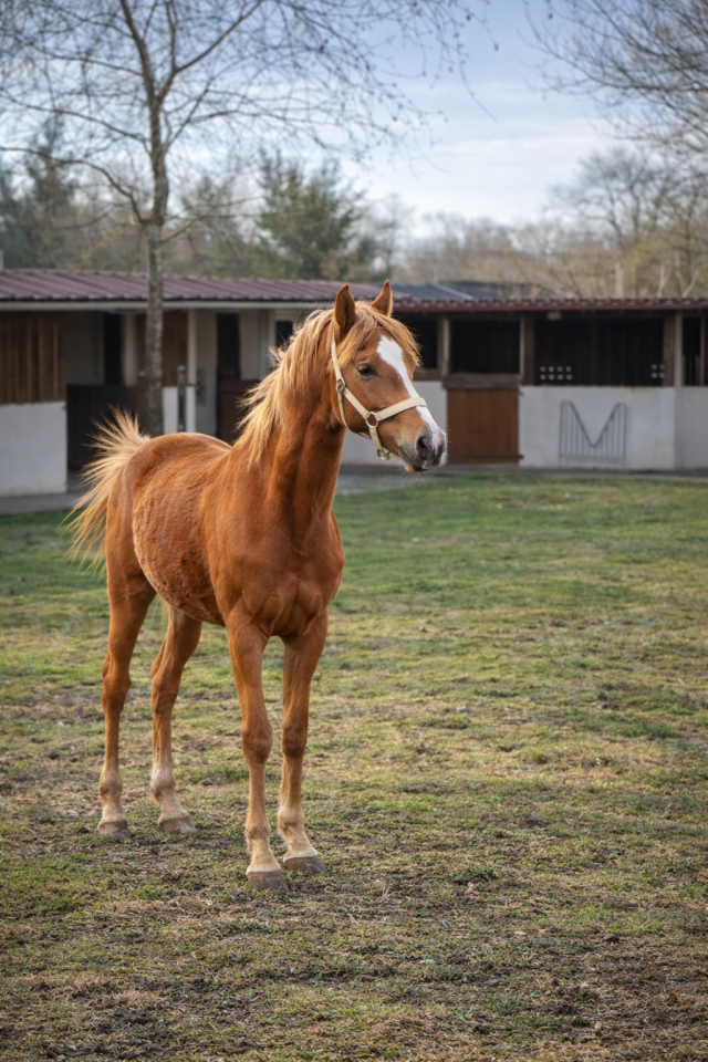 Jument cheval sport loisir PP