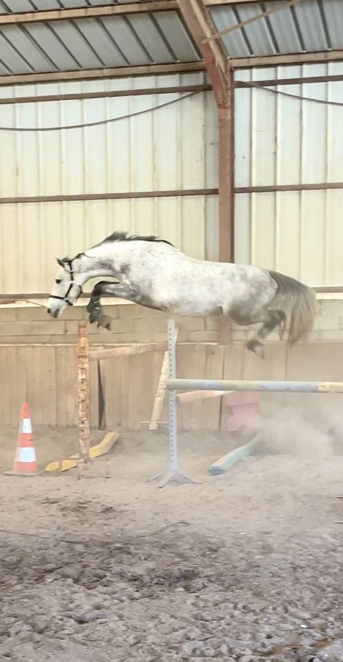 Hongre de 2020 lign&eacute;e de performants sur 160