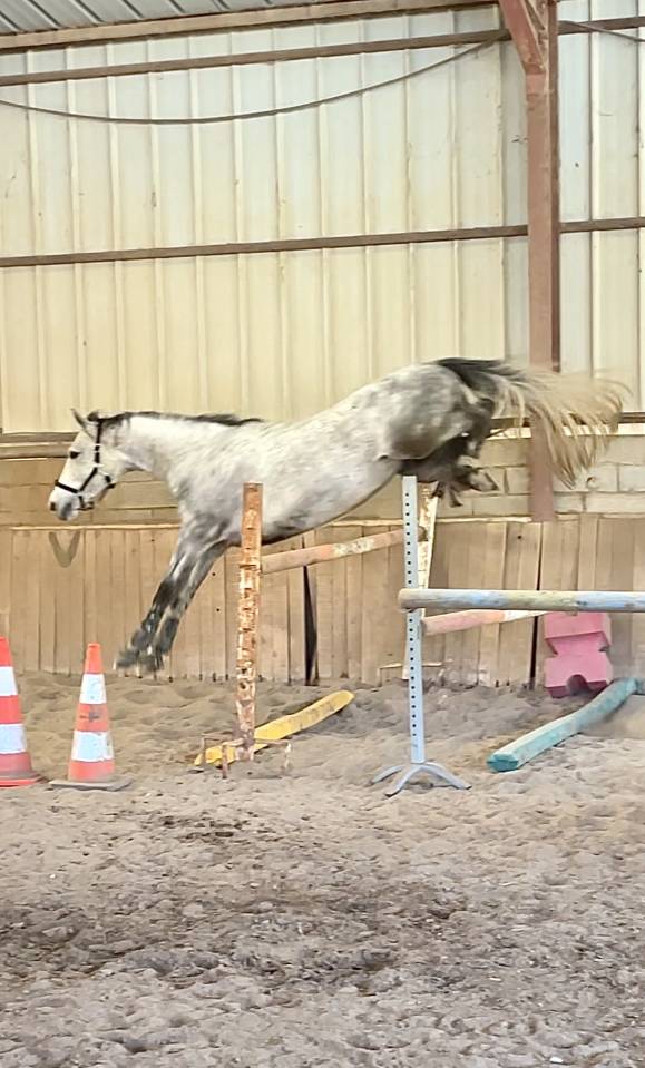 Hongre de 2020 lign&eacute;e de performants sur 160