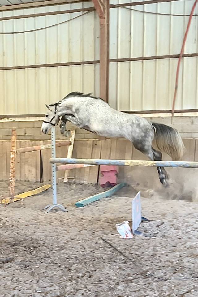 Hongre de 2020 lign&eacute;e de performants sur 160