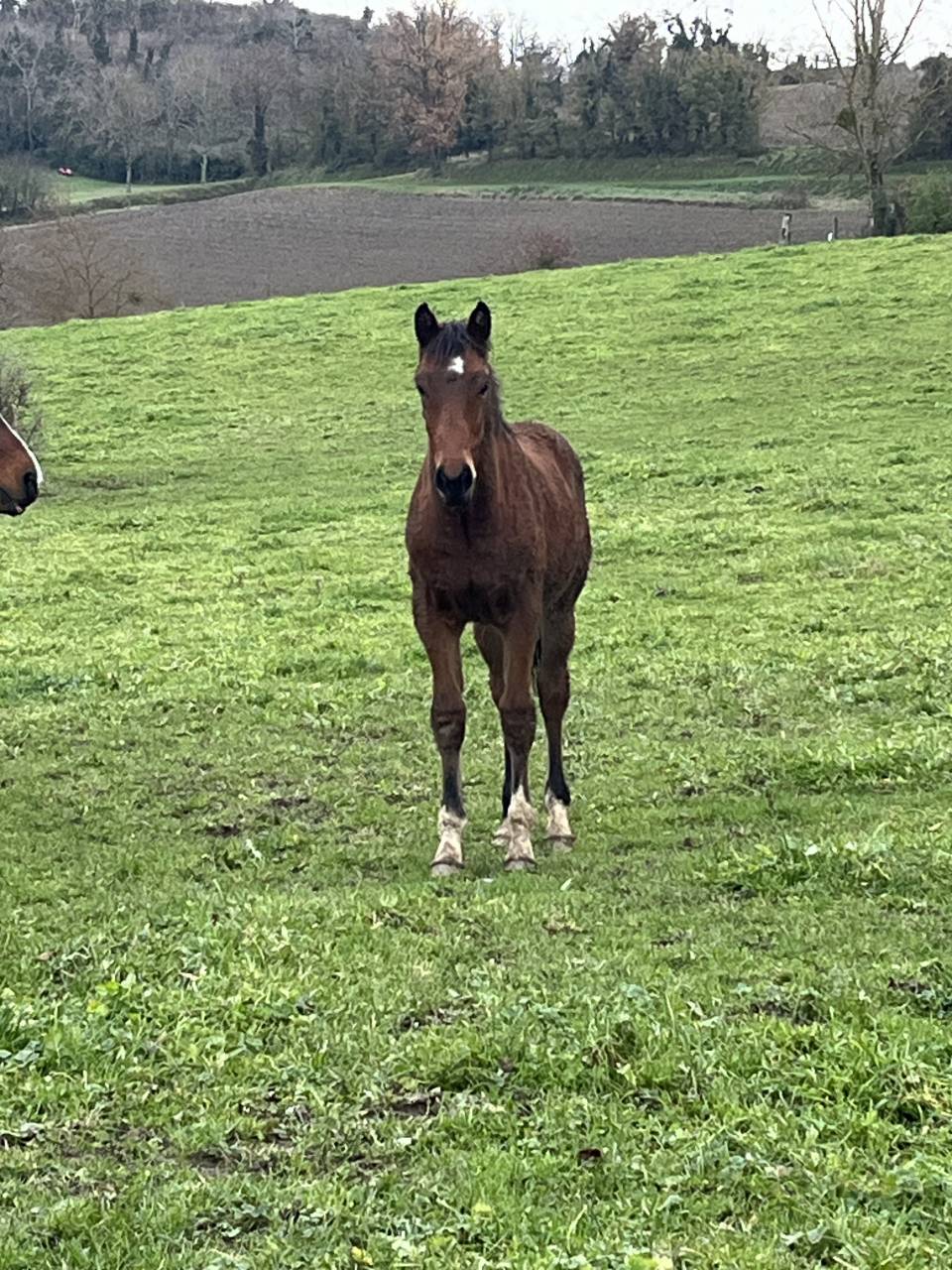 Poulain conte bellini