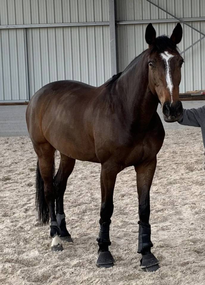 Poulini&egrave;re pleine d&rsquo;untouchable 27