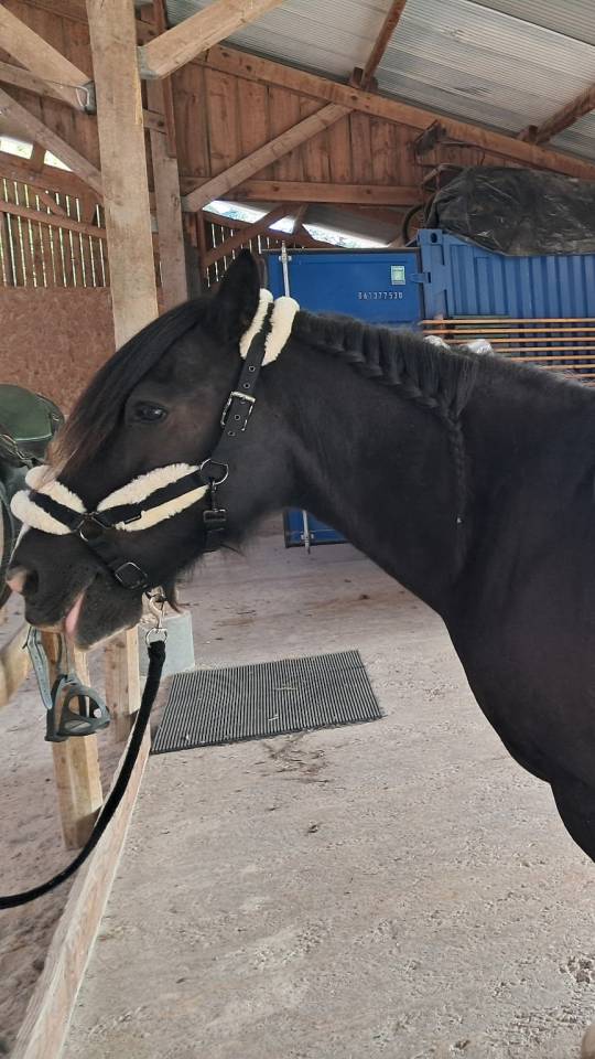 Jument type Irish cob