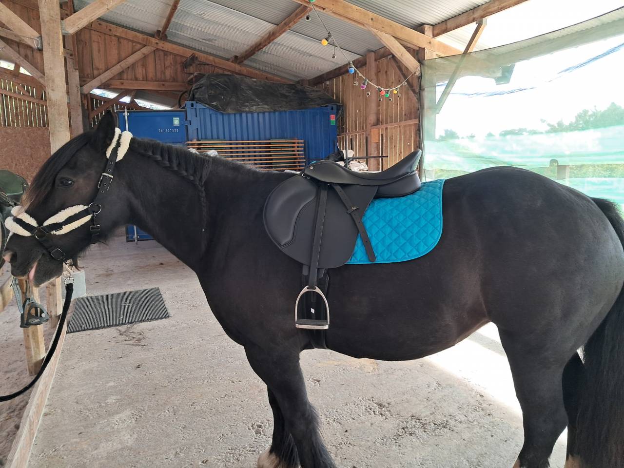 Jument type Irish cob