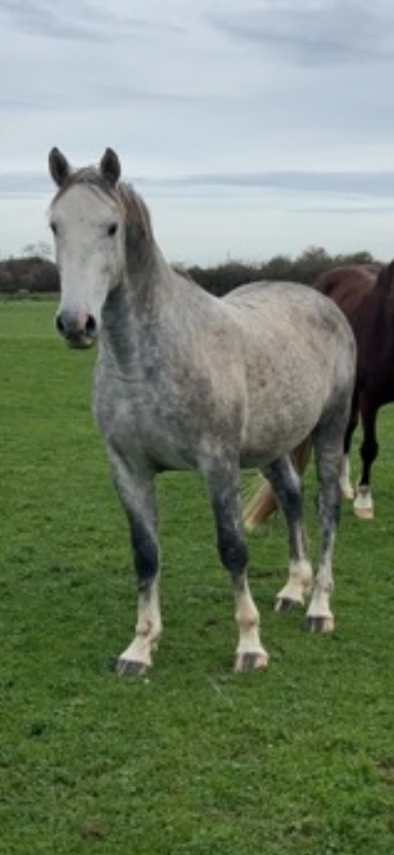 Hongre 7 ans gris Padock du plessis 