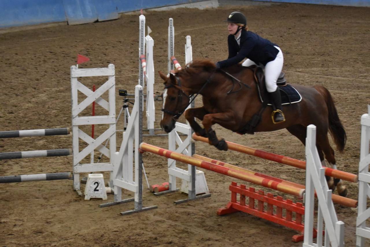 Dakota -  cheval de 13 ans