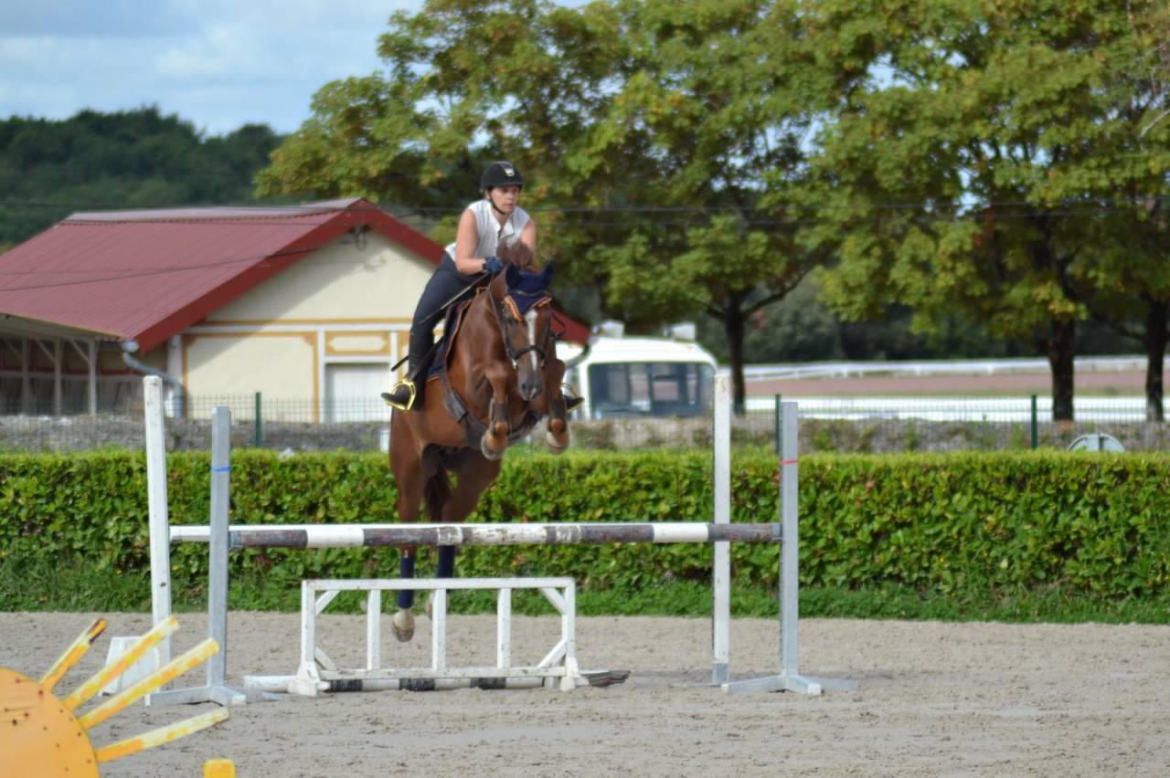 Dakota -  cheval de 13 ans