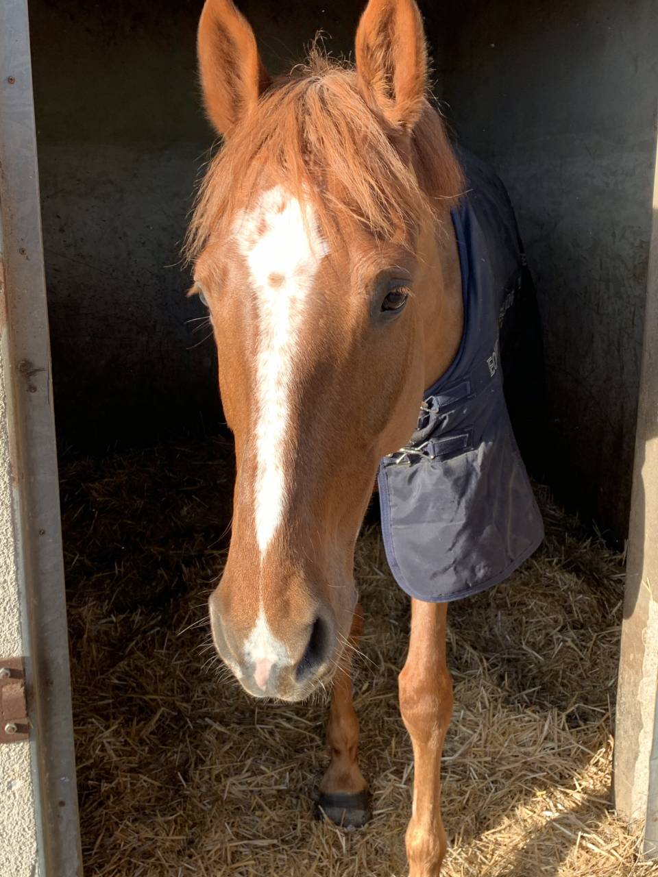 Dakota -  cheval de 13 ans