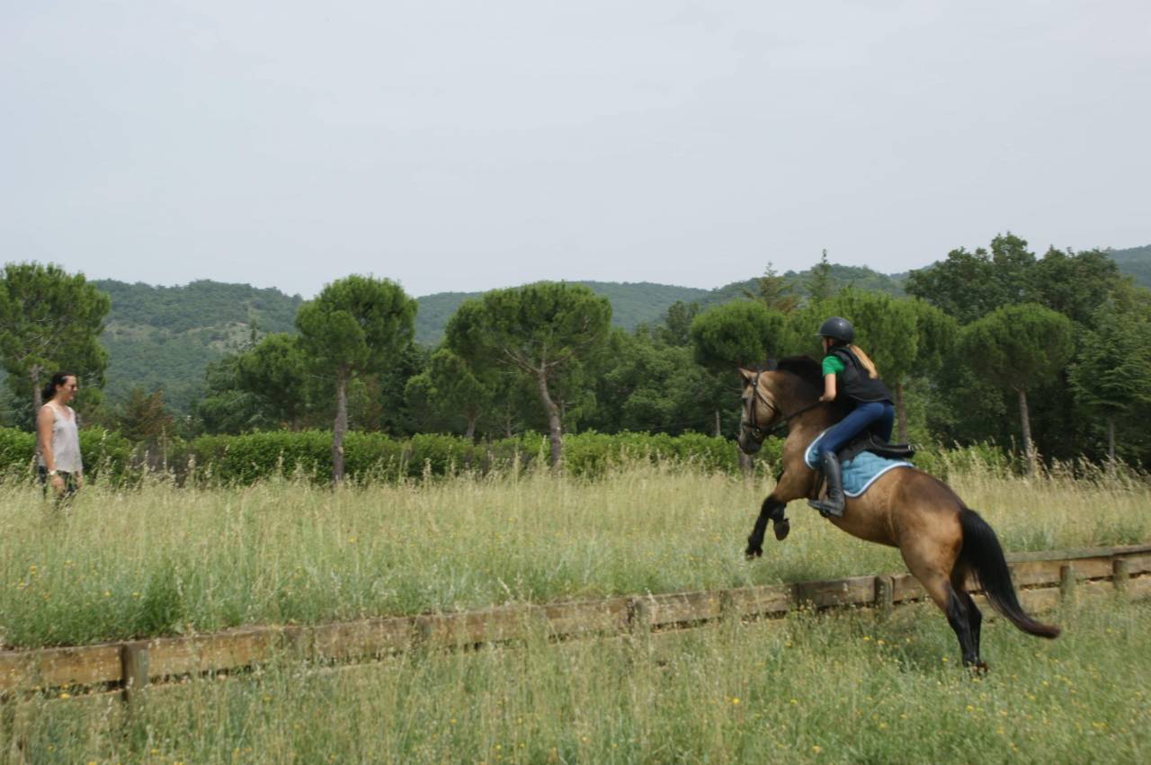  Hongre- Connemara- 10 ans 