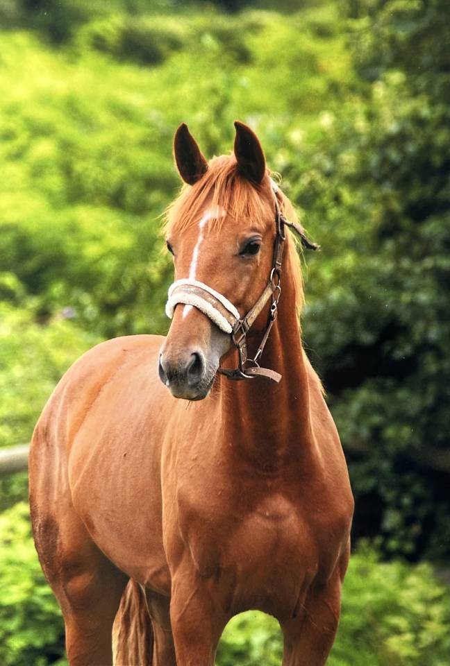 Pouliche alezane crins lav&eacute;s de 3 ans tr&egrave;s prometteuse 