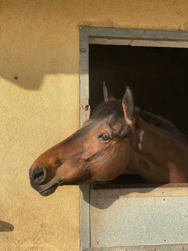 Jument 7 ans  &agrave; vendre 