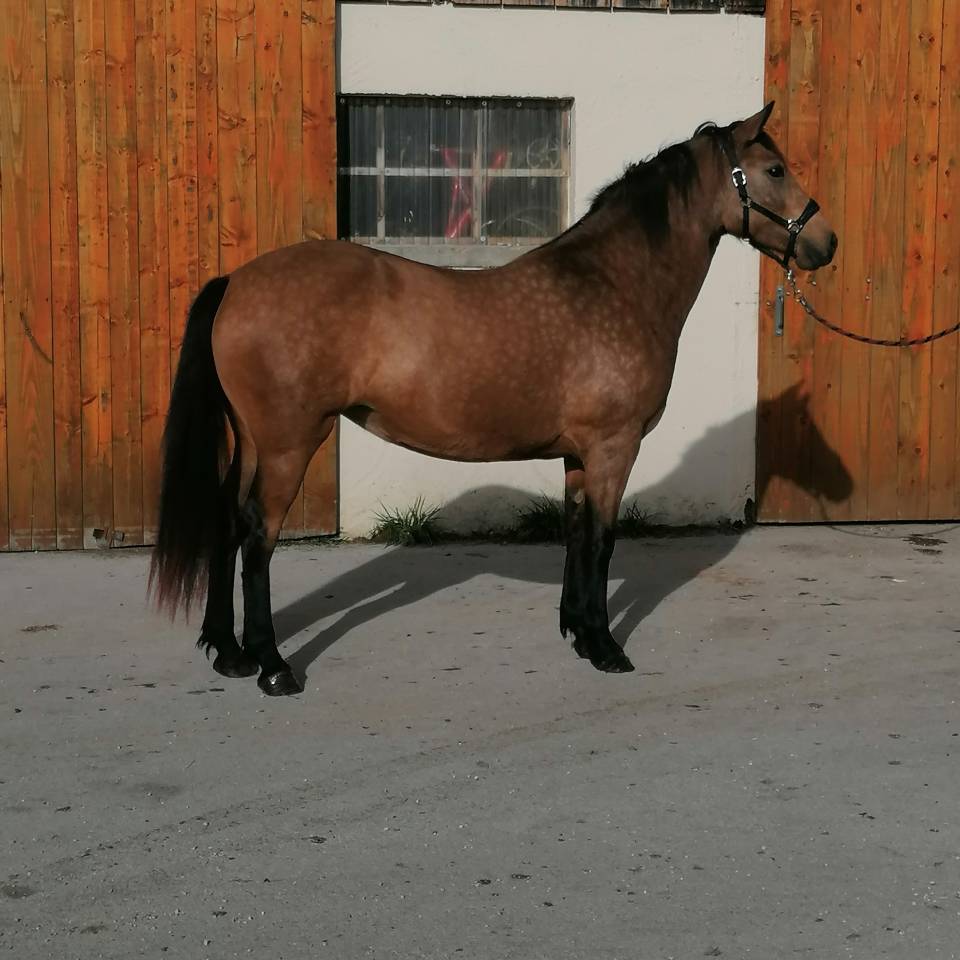 Kavali&egrave;re du cerneux jument poulini&egrave;re de 6 ans 