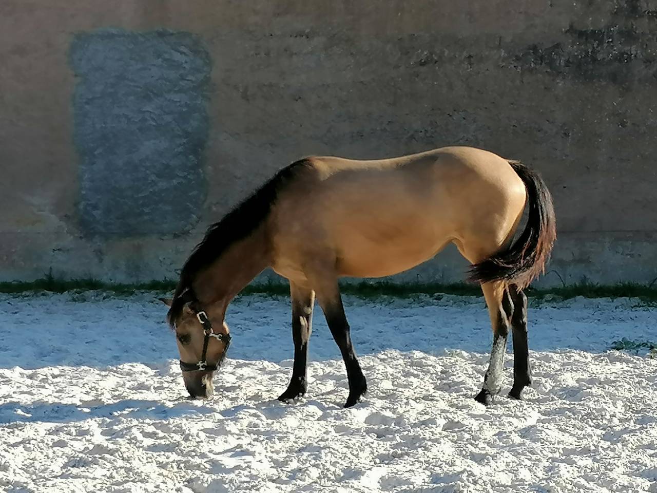 Kavali&egrave;re du cerneux jument poulini&egrave;re de 6 ans 