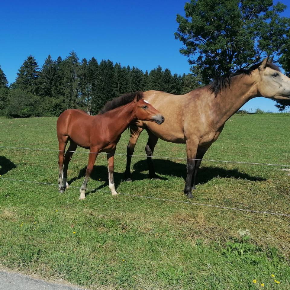 Kavali&egrave;re du cerneux jument poulini&egrave;re de 6 ans 