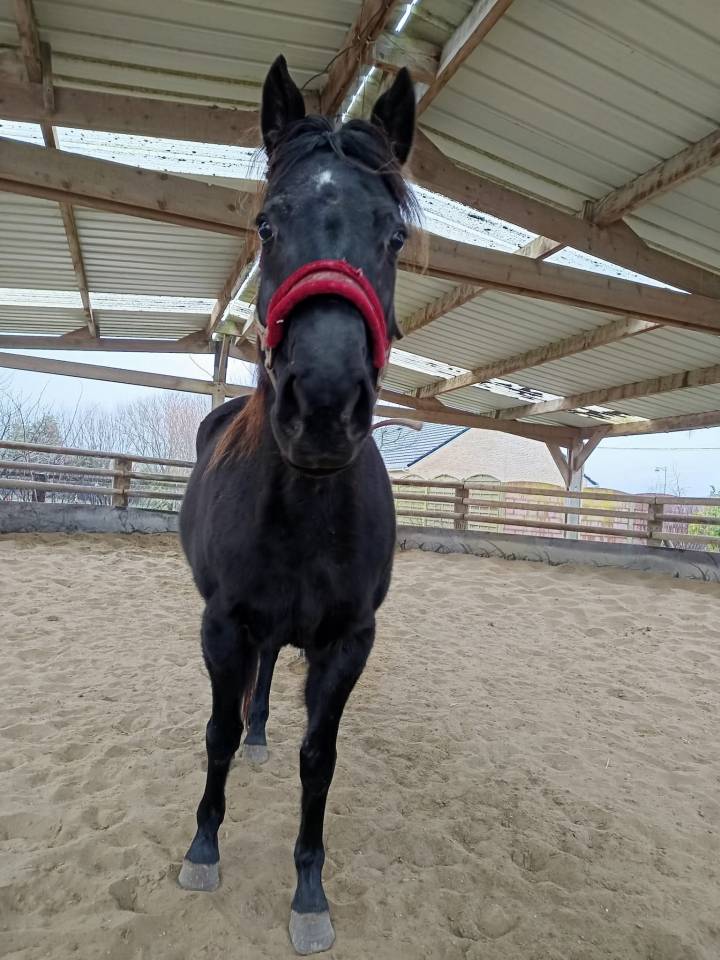 Relax pp paint horse